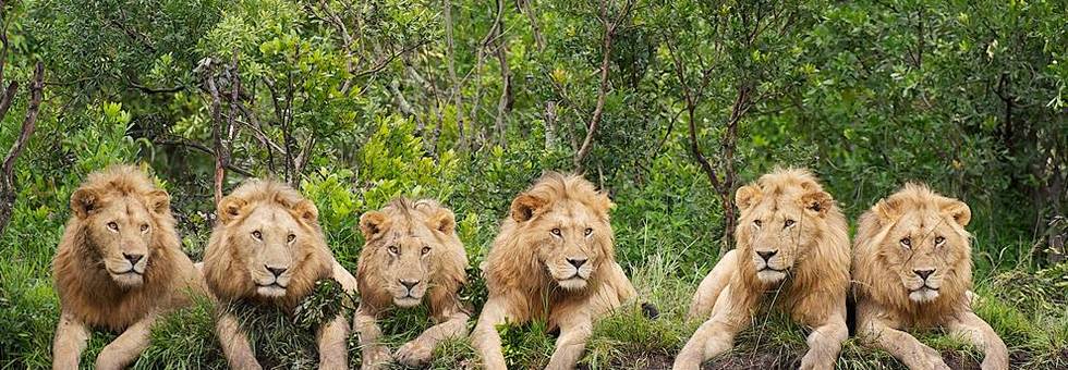 レビュアーのカバー画像