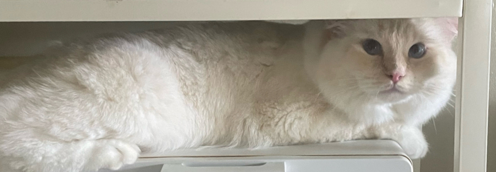 レビュアーのカバー画像