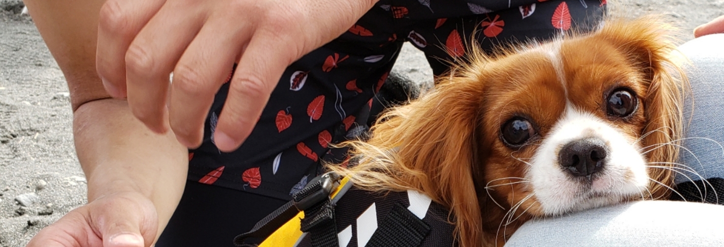 レビュアーのカバー画像