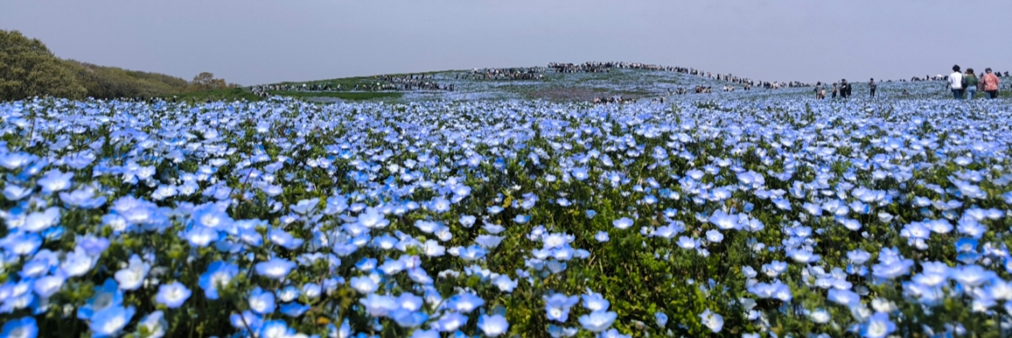 レビュアーのカバー画像