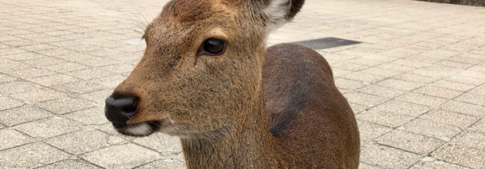 レビュアーのカバー画像