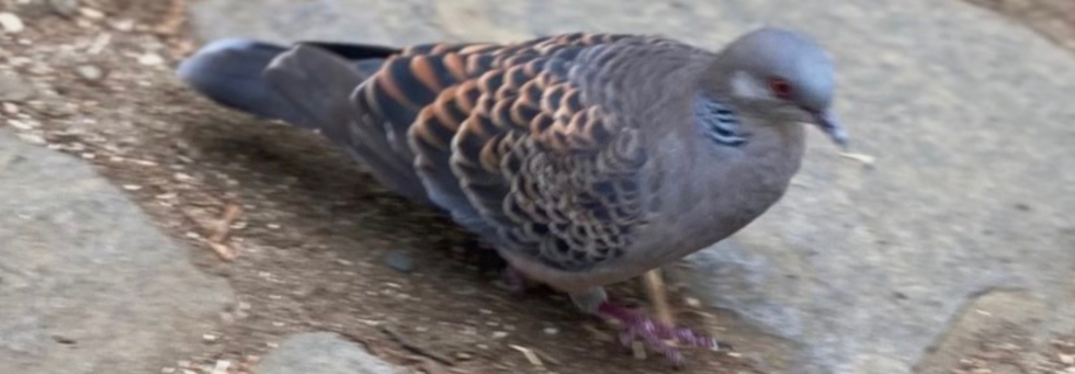 レビュアーのカバー画像