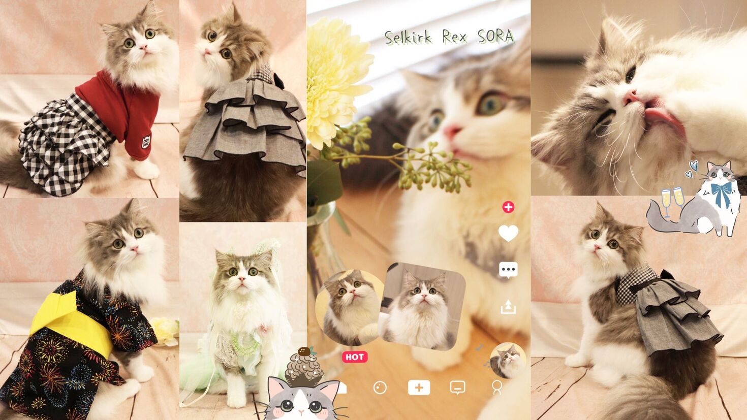 ねこさん専用ページ 探し出し