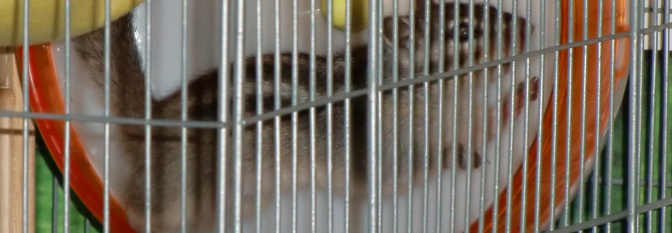 レビュアーのカバー画像