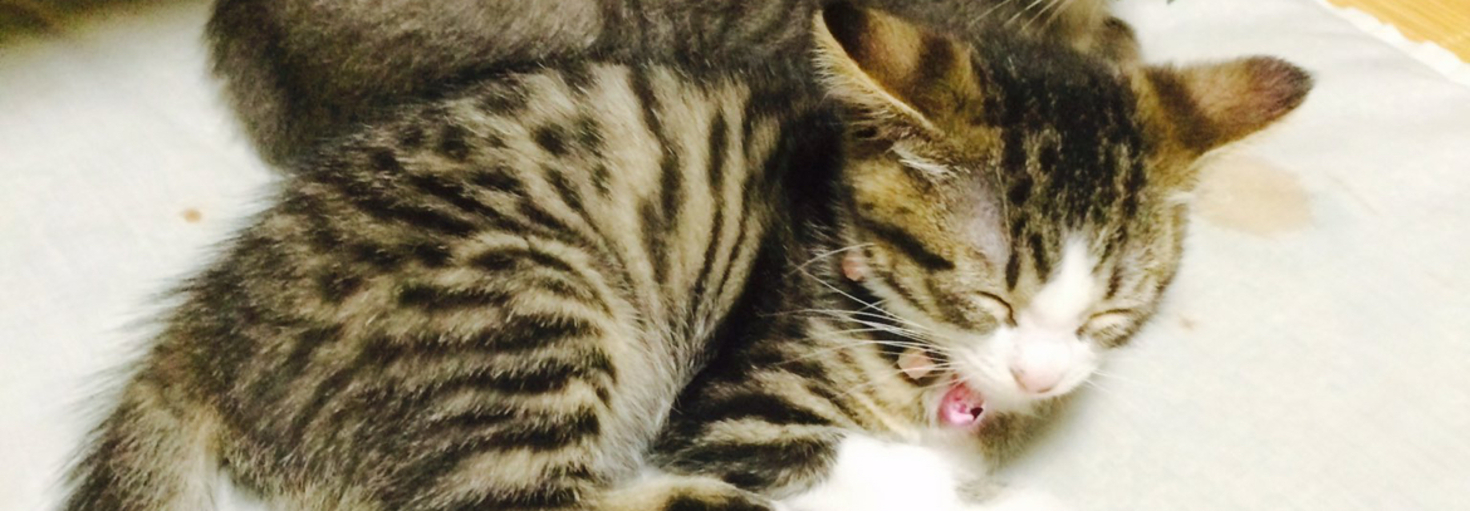 レビュアーのカバー画像