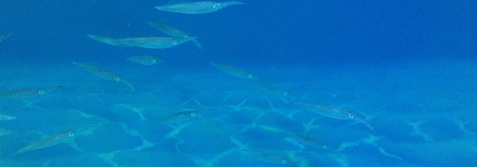 レビュアーのカバー画像