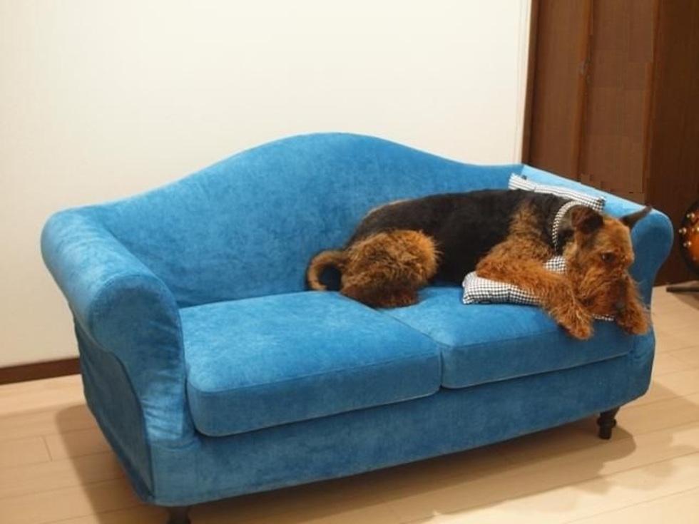 レビュアーのカバー画像