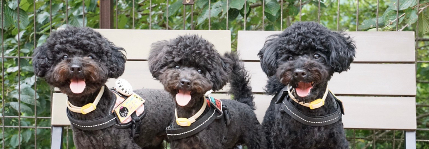 レビュアーのカバー画像