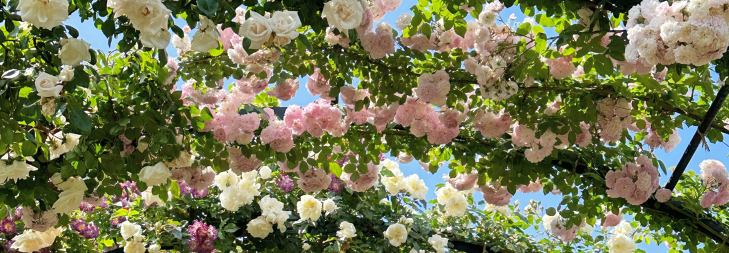 レビュアーのカバー画像