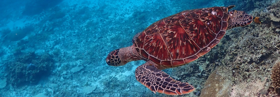 レビュアーのカバー画像