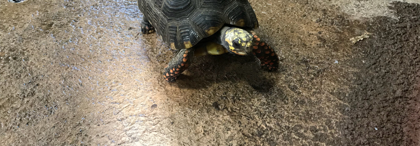 レビュアーのカバー画像