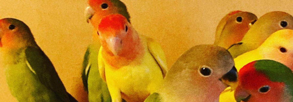 レビュアーのカバー画像