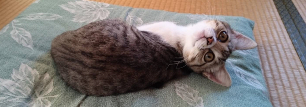 レビュアーのカバー画像