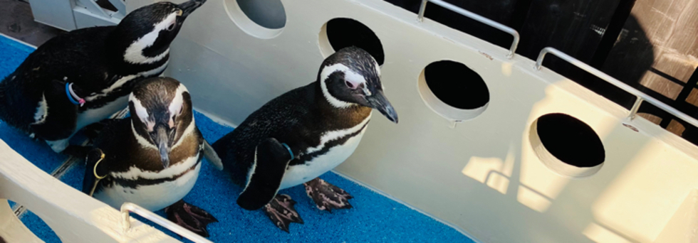 レビュアーのカバー画像