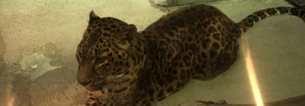 レビュアーのカバー画像