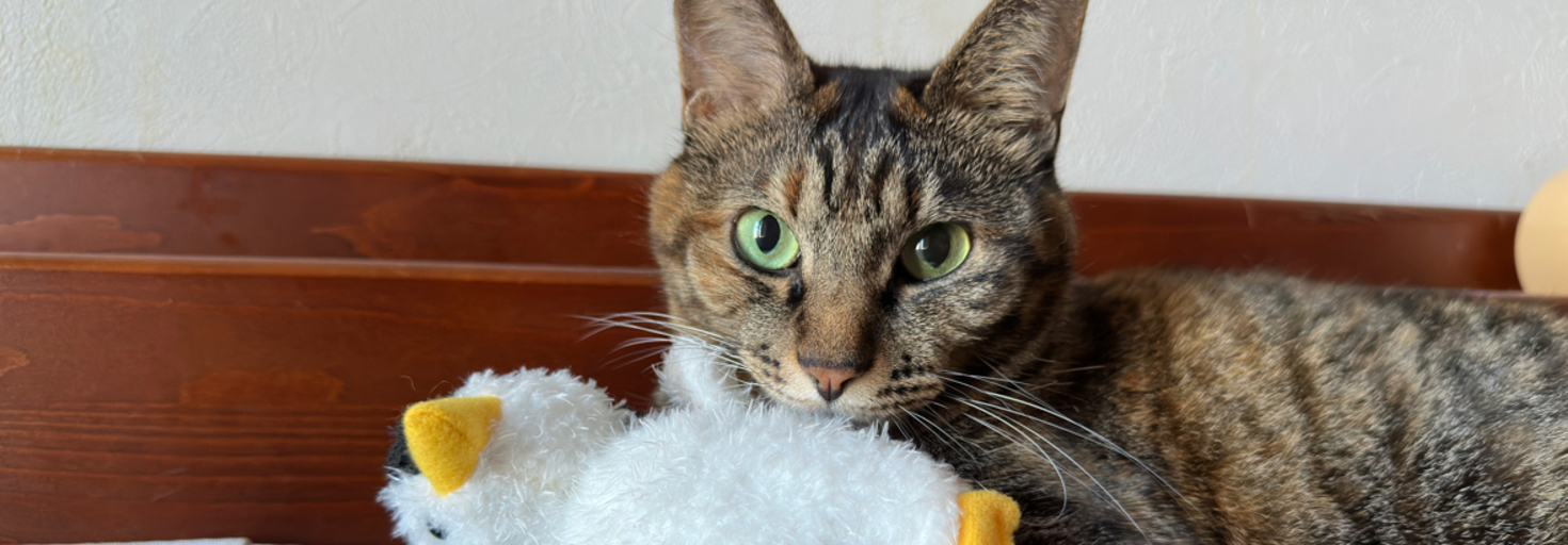 レビュアーのカバー画像