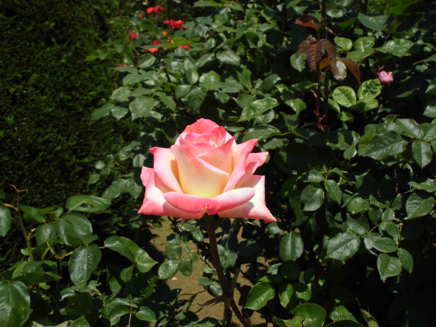 レビュアーのカバー画像