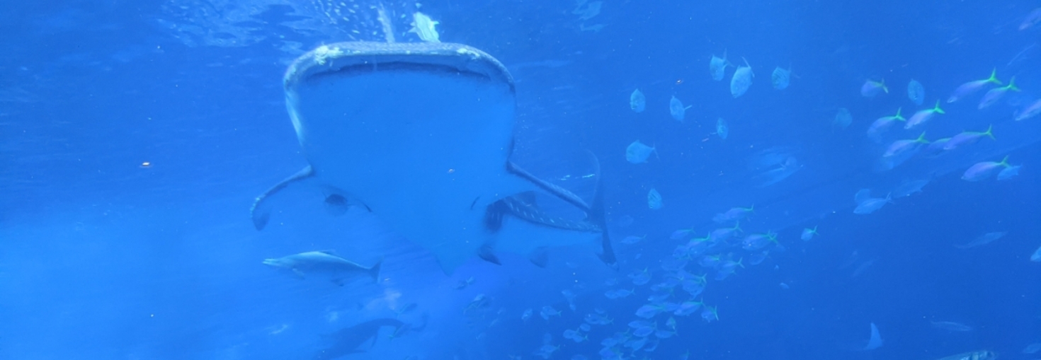 レビュアーのカバー画像