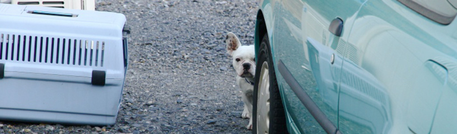 レビュアーのカバー画像