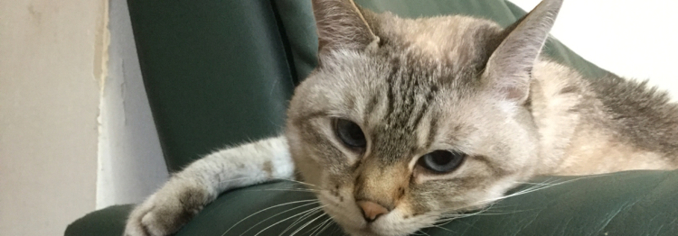 レビュアーのカバー画像