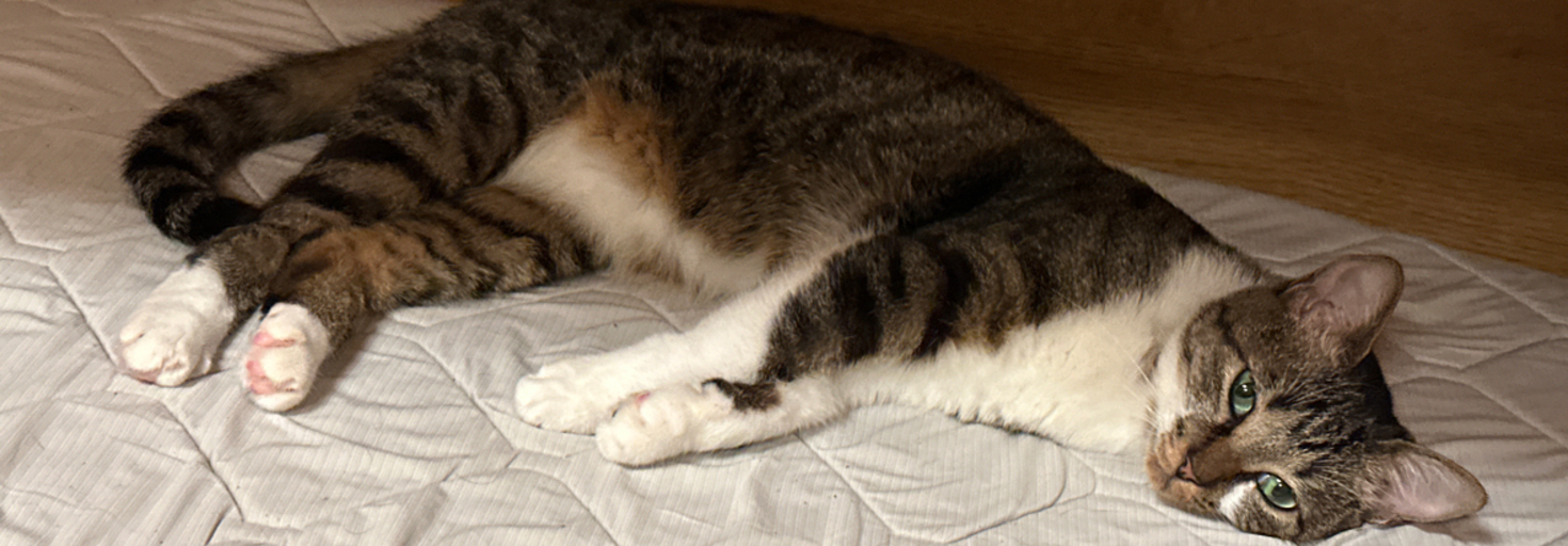 レビュアーのカバー画像