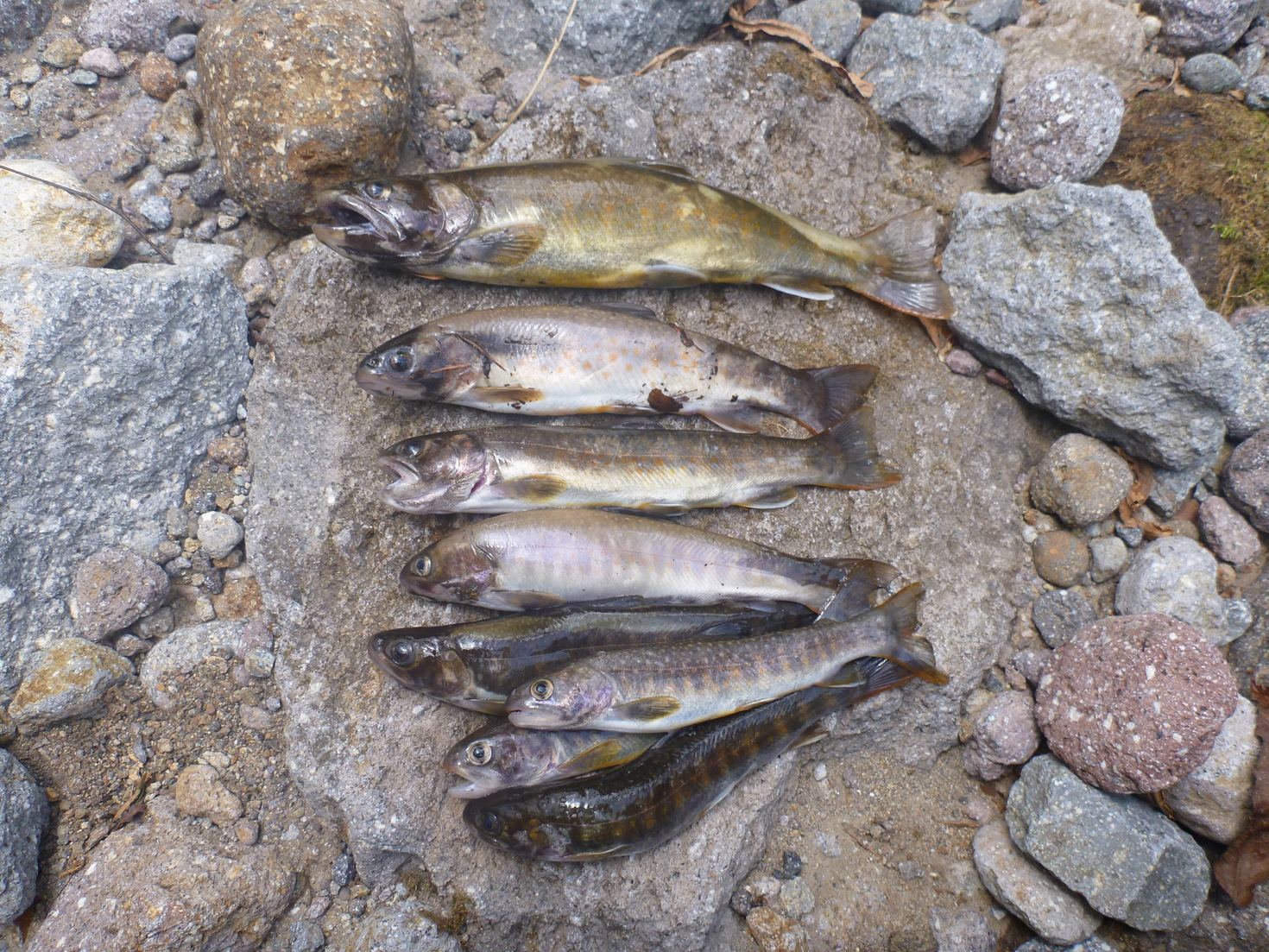 レビュアーのカバー画像