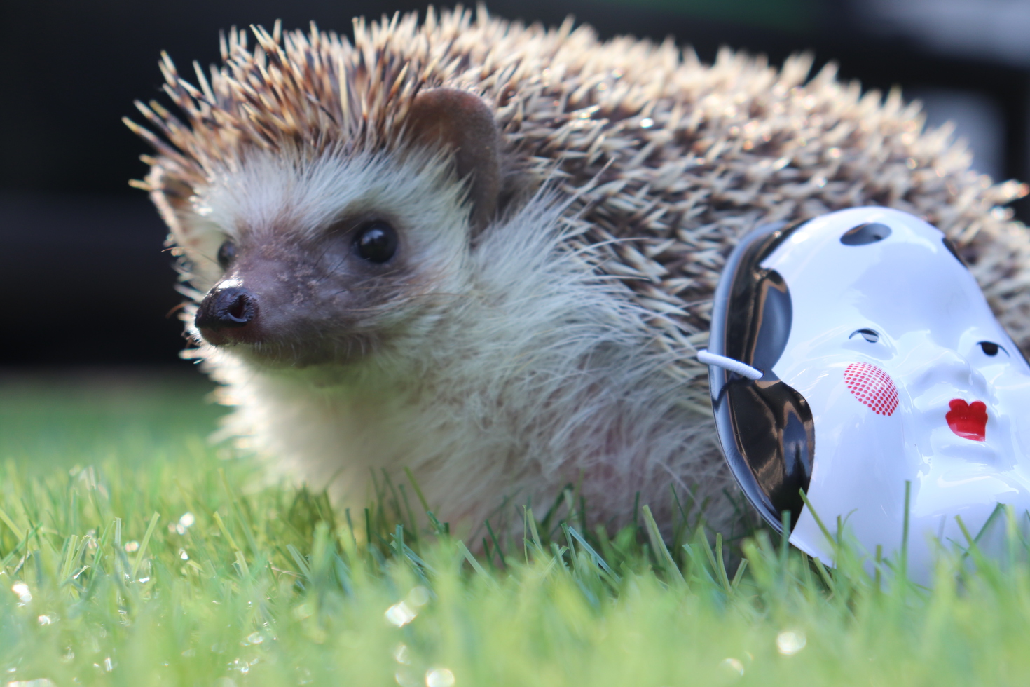 レビュアーのカバー画像