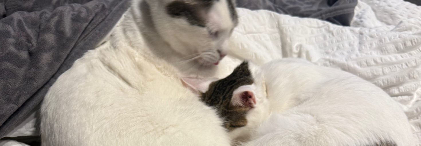 レビュアーのカバー画像