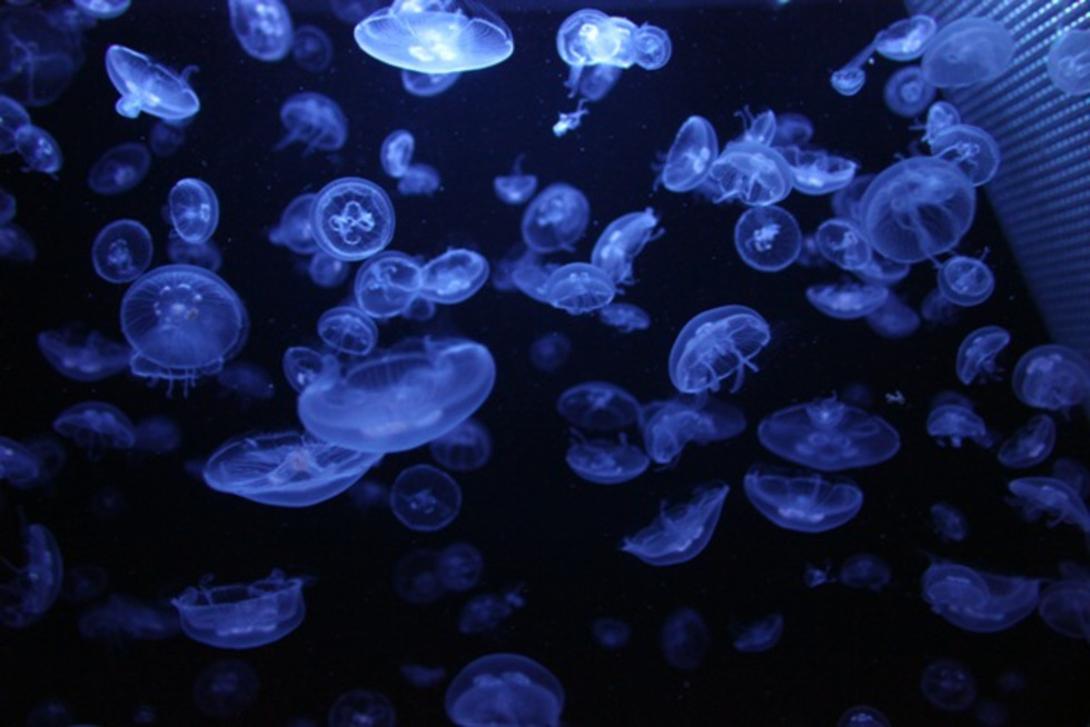 レビュアーのカバー画像