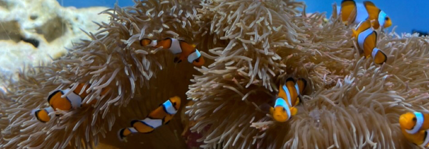 レビュアーのカバー画像