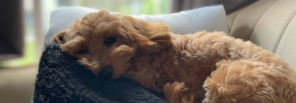 レビュアーのカバー画像