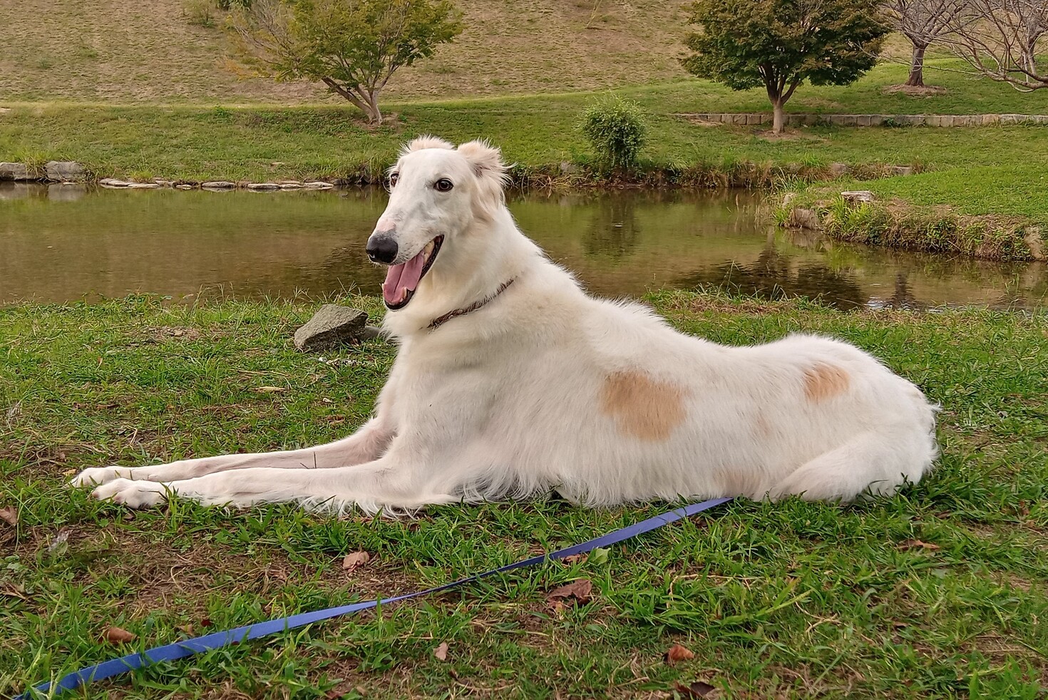 レビュアーのカバー画像