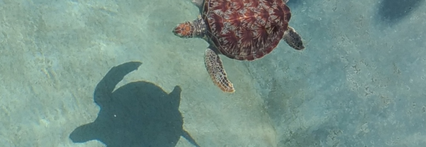 レビュアーのカバー画像