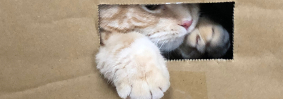 レビュアーのカバー画像