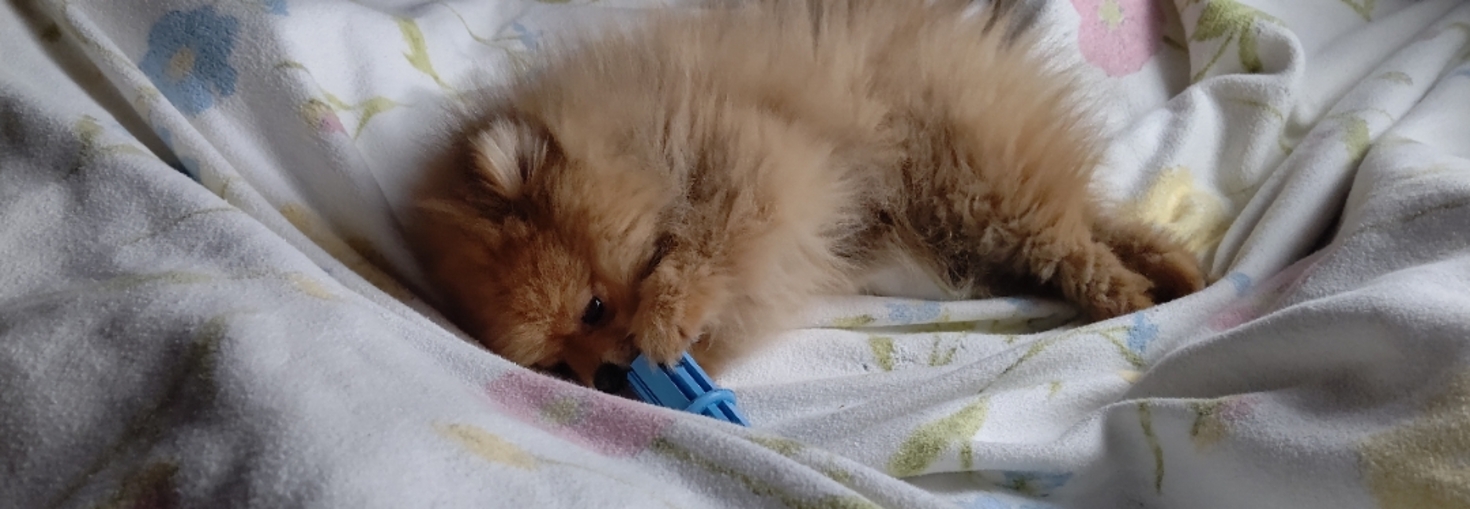 レビュアーのカバー画像