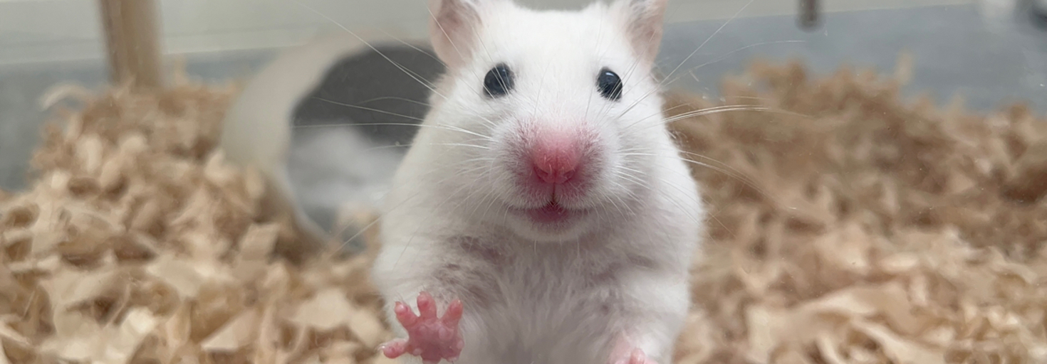 レビュアーのカバー画像