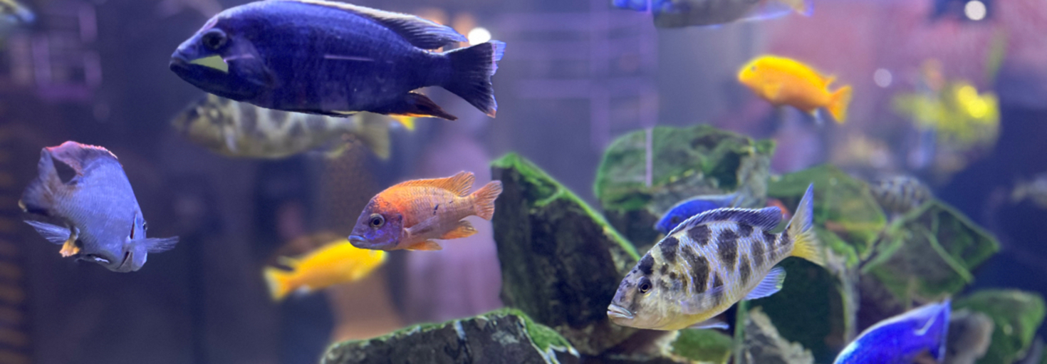 レビュアーのカバー画像