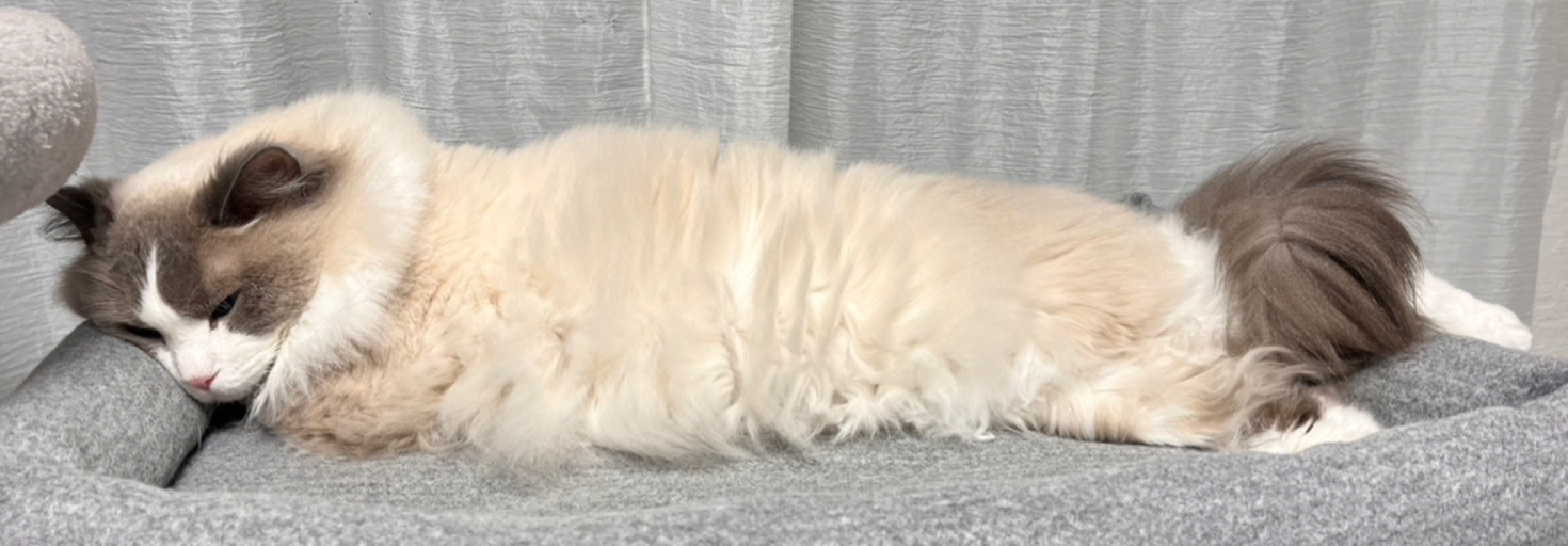 レビュアーのカバー画像