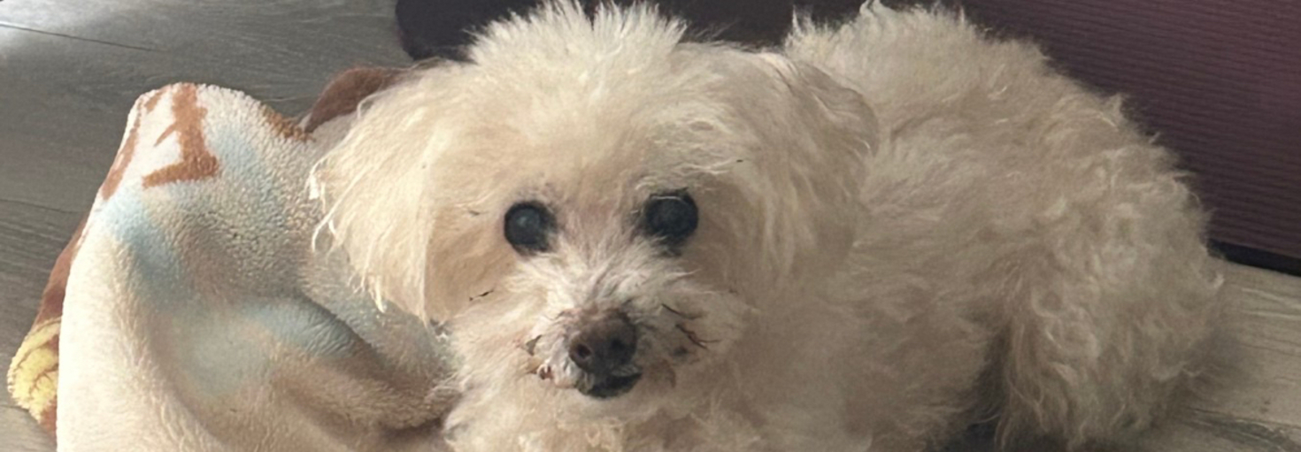 レビュアーのカバー画像