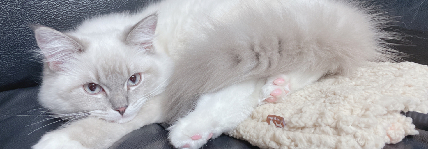 レビュアーのカバー画像