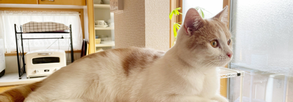 レビュアーのカバー画像