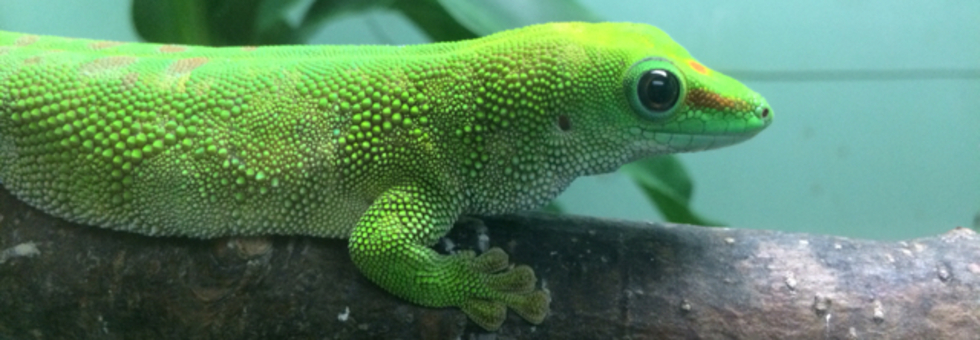 レビュアーのカバー画像