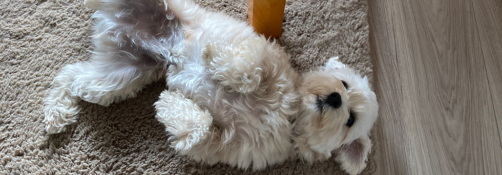 レビュアーのカバー画像