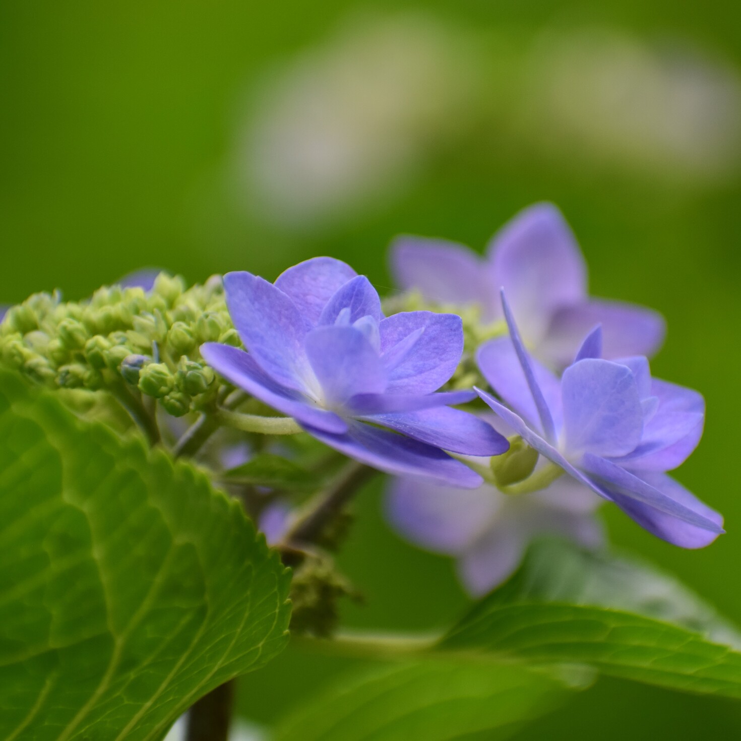 レビュアーのカバー画像