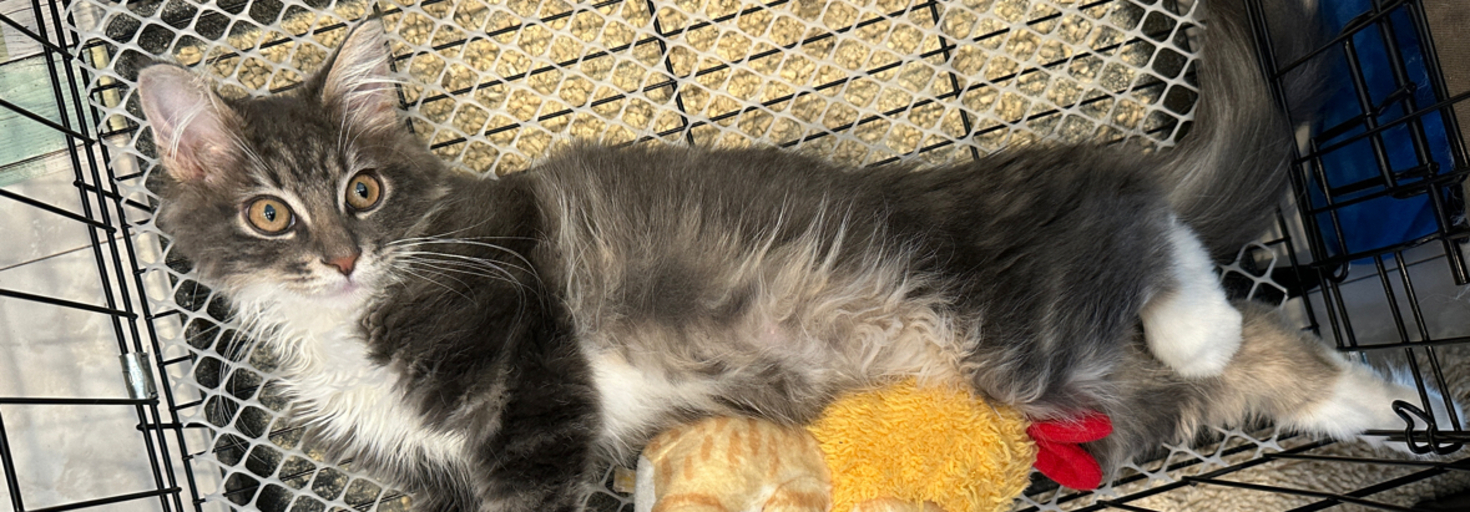 レビュアーのカバー画像