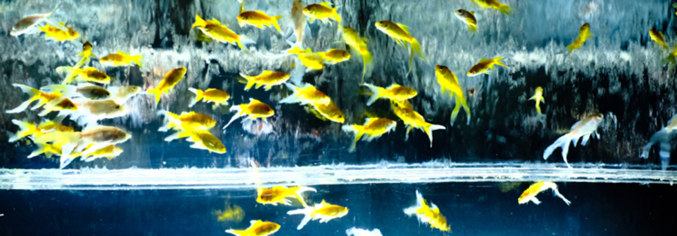 レビュアーのカバー画像