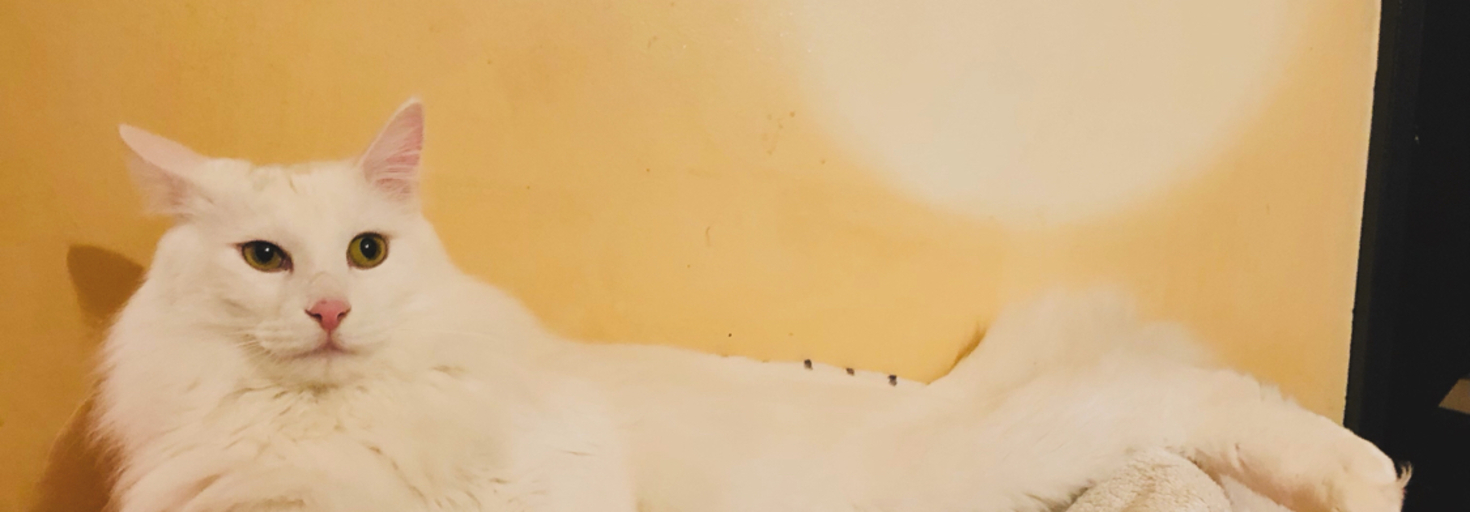 レビュアーのカバー画像