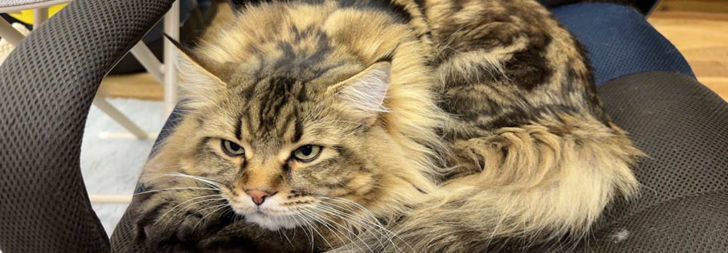 レビュアーのカバー画像