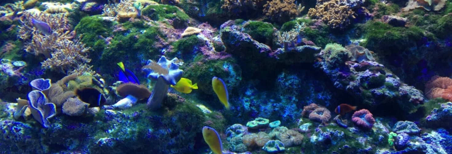 レビュアーのカバー画像