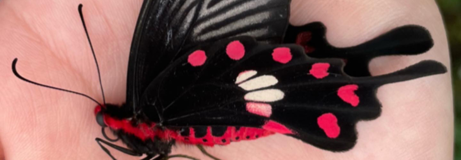 レビュアーのカバー画像